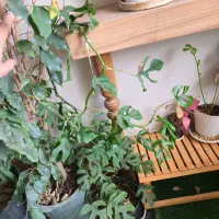 رافیدو مادری. آگلونما ماتیکی.زامو بلک. پاچیرا