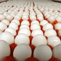 فروش تخم مرغ به قیمت روز.