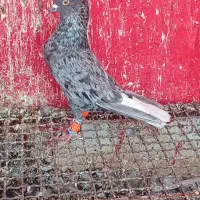 سرور دم سفید نر