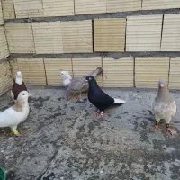 کبوتر صید