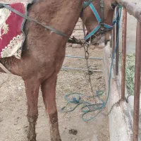 اسب|اسب و تجهیزات اسب‌سواری|نیشابور, خیام|دیوار