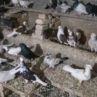 حدود ۳۰ عدد کبوتر گشتی فروش کلی