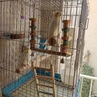عروس هلندی