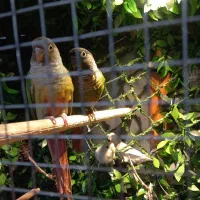 گرنچیگ و عروس