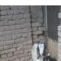 بز سفید