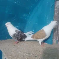 کبوتر شازده.طوقی.دوکت