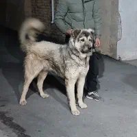 سرابی