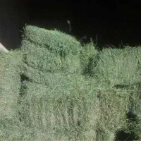 پرس یونجه