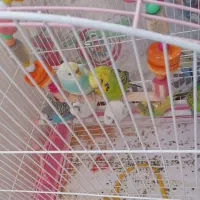 مرغ عشق ۷ تا با قفس