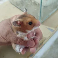 همسترماده  جوان زیبابالغ