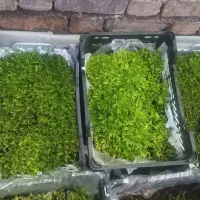 نشا گوجه کردی