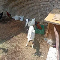 پنج عدد بز 4نر1ماده