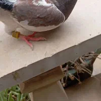 کبوتر پشت قهوه
