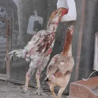 مرغ و خروس لاری