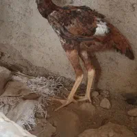 مرغ‌لاری