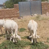 ۳راس بز سانن