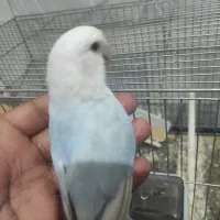 کوتوله برزیلی