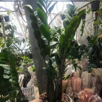 فروش زامفولیا