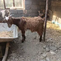 بزغاله چاق