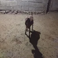 بزغاله درجه یک برای داشت حرف نداره