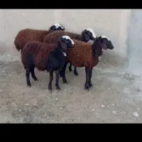 گوسفند زنده رسولی