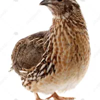 فروش بلدرچین نر جوان ۶۰روزه