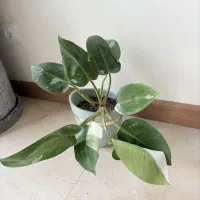 گل فیلندرون وایت پرنسس( ابلق رونده)