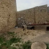 سگ گله ای