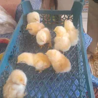 جوجه برهما اصل