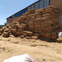 سلام  دامداران عزیز عرضه کاه گندم پرس گندم یونجه