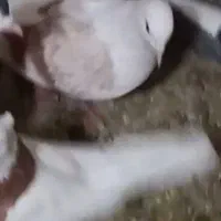 ماده نباتی بی کاکل گم شده