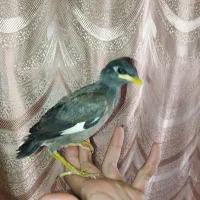 مینا افغانی کام سیاه چشم ستاره ای