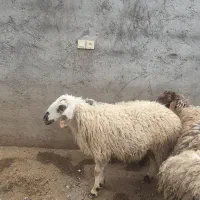 بره نر وماده واسه نذری محرم