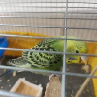 مرغ عشق  2ماهه