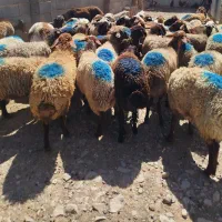 میش بی بره جوان