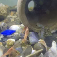 لابستر برای عید