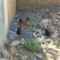 مرغ