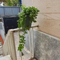 گل یخ و قلمه