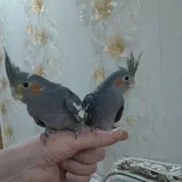 جوجه