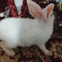خرگوش