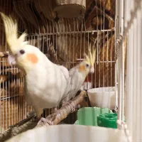 عروس هلندی مولد