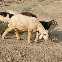 قوچ تخم