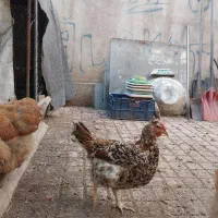 مرغ برهما و گلین