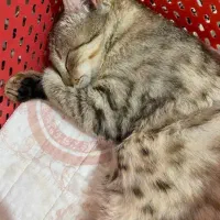 واگذاری گربه