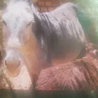 خرباکره