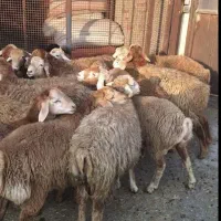 گوسفند.  زنده.     شبانه روزی      در تمام کرج