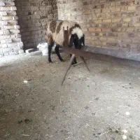 میش
