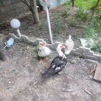 اردک اسرائیلی