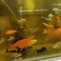 ماهی کوی نژاددار