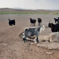 بزغاله سبز
